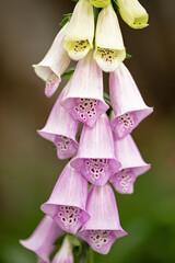 Foxglove flowers, lat. Digitalis, on blur background of garden