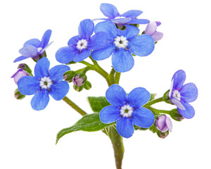 Fototapeta na wymiar Blue flowers of brunnera, forget-me-not, myosotis, isolated on white background