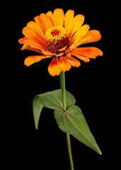 Orange flower of zinnia, isolated on black background