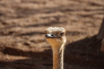 ostrich head portrait on blurred background close-up