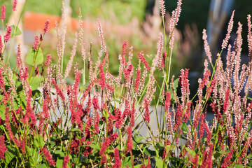Polygonum de colores rojo y rosa