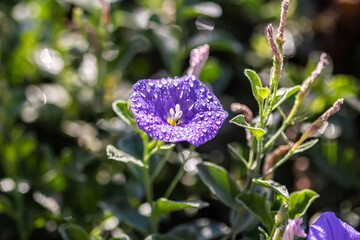 butterfly on a flower