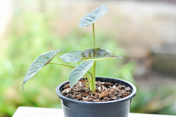 Alocasia Wentii or Alocasia ,Alocasia plant