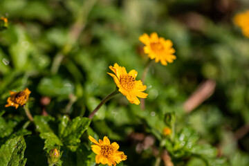 yellow flower in the grass