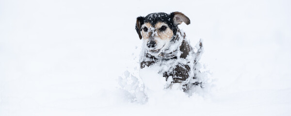small dog runs over a meadow in the snow in winter and wears a warm coat - Cute Jack Russell Terrier hound, 12 years old