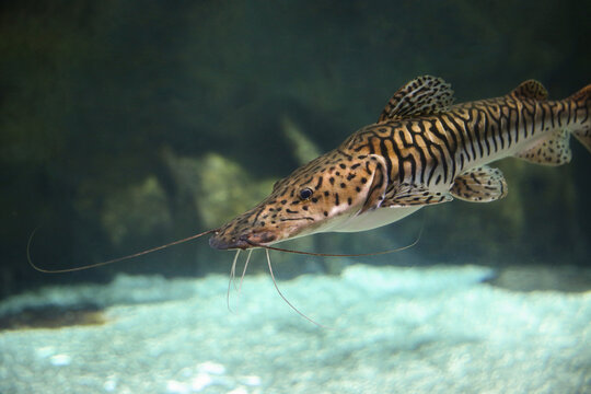 Pseudoplatystoma tigrinum fish, the tiger sorubim long whiskered catfish. Beautiful exotic predator fish against blurred background.