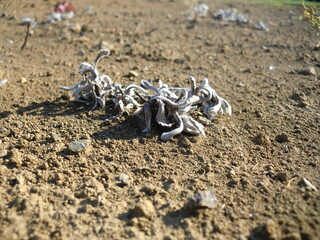 乾いた地面と枯れた植物