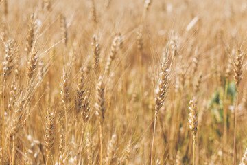 Large field and harvest of golden wheat