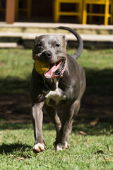 Pit bull dog playing with the ball in the garden of the house. Sunny day