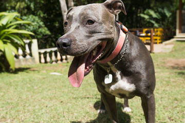 Pit bull dog playing with the ball in the garden of the house. Sunny day
