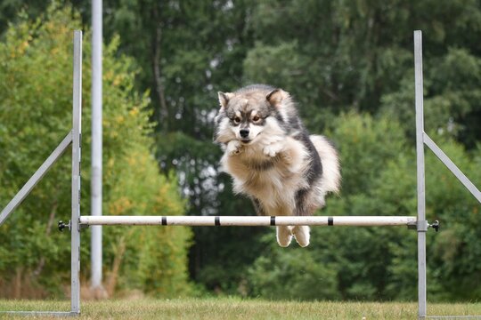 Photo of a Finnish Lapphund dog jumping