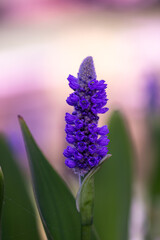 Fototapeta premium close up of lavender