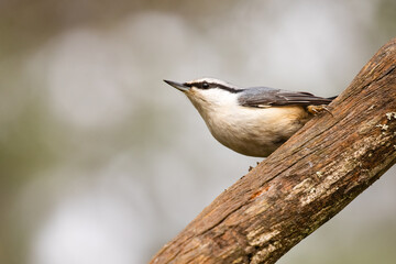 Eurasian Nuthatch