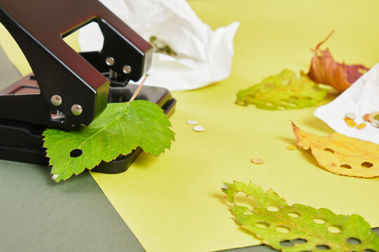 Hole Punch And Leaves For Handcrafting Party Confetti, Eco Confetti Of Autumn And Fresh Leaves