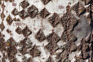 Tree bark pattern . Natural wooden background 