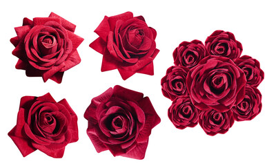 red roses flower on white background, nature, love, valentine