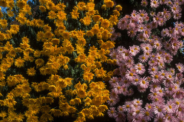 Chrysanthème