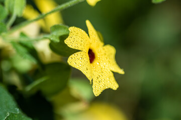 yellow flower on green