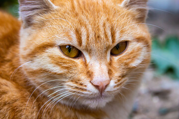 Close up portrait of a stray cat, homeless orange cat