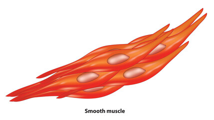 Obraz na płótnie Canvas Biological illustration of Smooth muscle tissue 