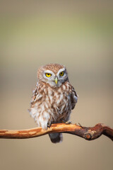 Little owl. (Athene noctua). Nature background. 