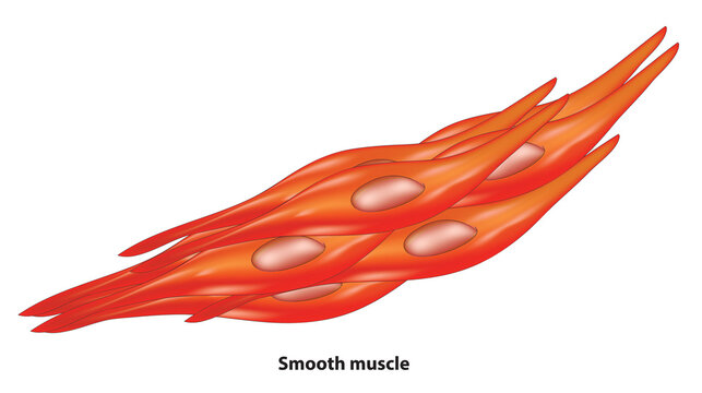 Smooth muscle tissue Cut Out Stock Images & Pictures - Page 3 - Alamy