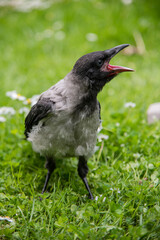 Baby east european crow