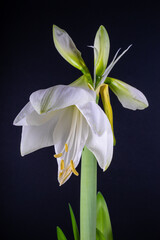 Amaryllis