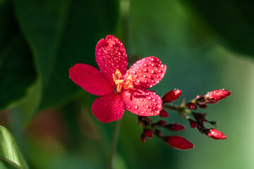 red berries on a tree