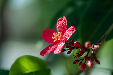 red berries on a tree