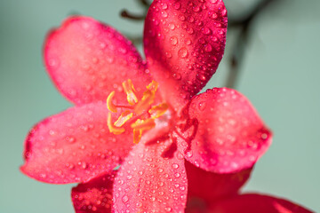 red berries on a tree