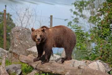 Brown bear adult at zoo