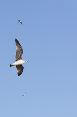 seagulls in flight with blue sky background