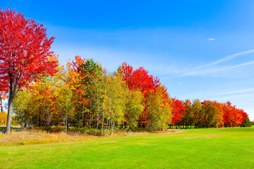  The green- yellow grass