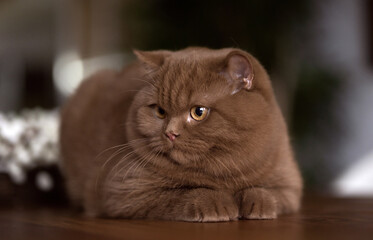 imposante, extrem hübsche Britisch Kurzhaar Katze 