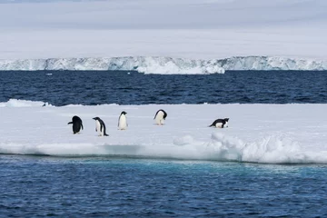 Foto op Aluminium Adélie penguins in Antarctica © David Katz