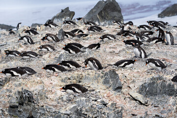 Gentoo Penguin Colony in Antarctica