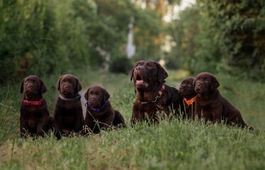 chocolate dogs labrador puppies. mom and little puppies for a walk in the summer in the field