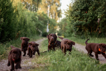 chocolate dogs labrador puppies. mom and little puppies for a walk in the summer in the field