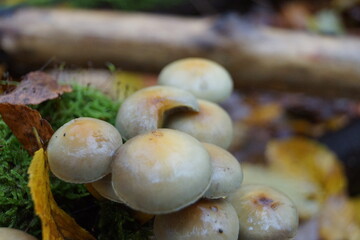 Autumn and the beauty of nature