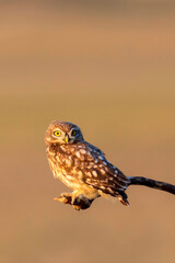 Little owl. (Athene noctua). Nature background. 