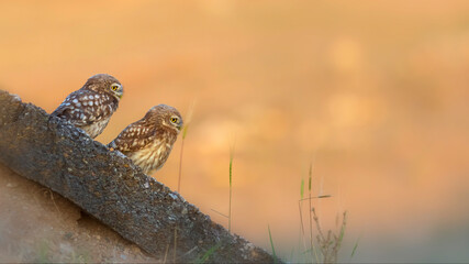 Little owls. (Athene noctua). Nature background. 