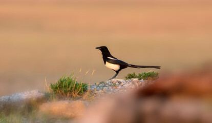 Crow. Eurasian Magpie. Nature background. Bird: Eurasian Magpie. Pica pica.