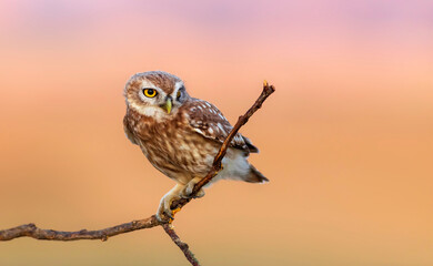 Little owl. (Athene noctua). Nature background. 