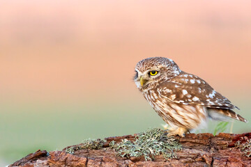 Little owl. (Athene noctua). Nature background. 