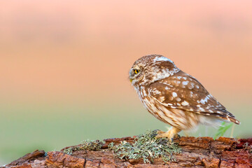Little owl. (Athene noctua). Nature background. 