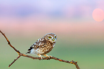 Little owl. (Athene noctua). Nature background. 