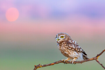 Little owl. (Athene noctua). Nature background. 