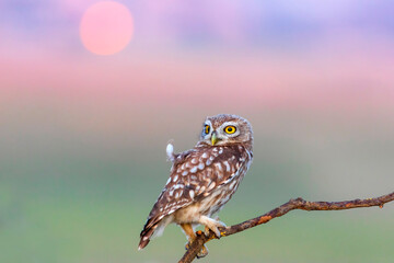 Little owl. (Athene noctua). Nature background. 