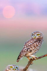 Little owl. (Athene noctua). Nature background. 